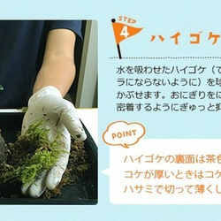 【現在花なし】父の日の贈り物に。さあ、苔玉を作ってみませんか？【苔玉キット　苗付（白長寿梅）手袋付き】 8枚目の画像