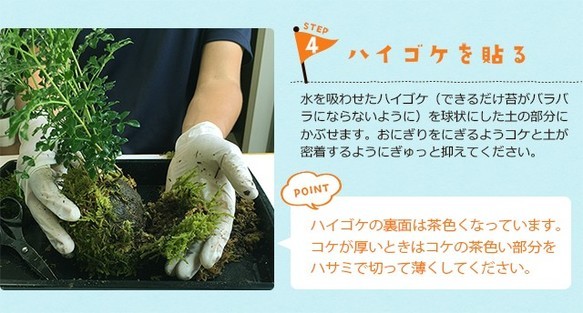 【現在花なし】父の日の贈り物に。さあ、苔玉を作ってみませんか？【苔玉キット　苗付（白長寿梅）手袋付き】 8枚目の画像