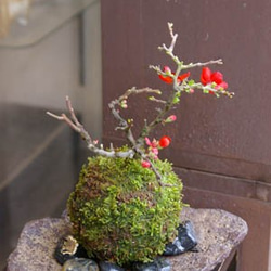 【現在花なし】父の日の贈り物にも年に数回可憐なお花が咲く【紅長寿梅（べにちょうじゅばい）の苔玉・くらま岩器・敷石セット】 8枚目の画像