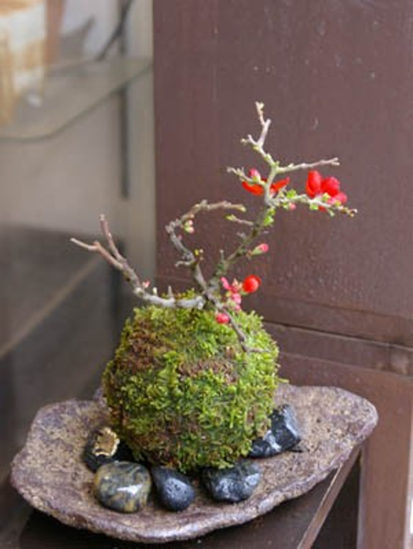 【現在花なし】父の日の贈り物にも年に数回可憐なお花が咲く【紅長寿梅（べにちょうじゅばい）の苔玉・くらま岩器・敷石セット】 8枚目の画像