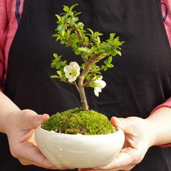 【現在葉姿】母の日の贈り物に。年に数回一重の白花が楽しめる【白長寿梅（しろちょうじゅばい）の盆栽（万古焼白鉢）】 12枚目の画像