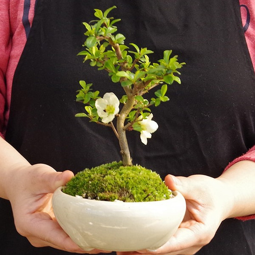 冬は落葉します】年に数回一重の白花が楽しめる【白長寿梅（しろちょう
