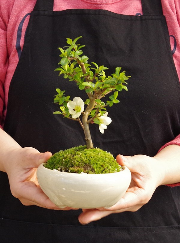 【現在葉姿】母の日の贈り物に。年に数回一重の白花が楽しめる【白長寿梅（しろちょうじゅばい）の盆栽（万古焼白鉢）】 12枚目の画像