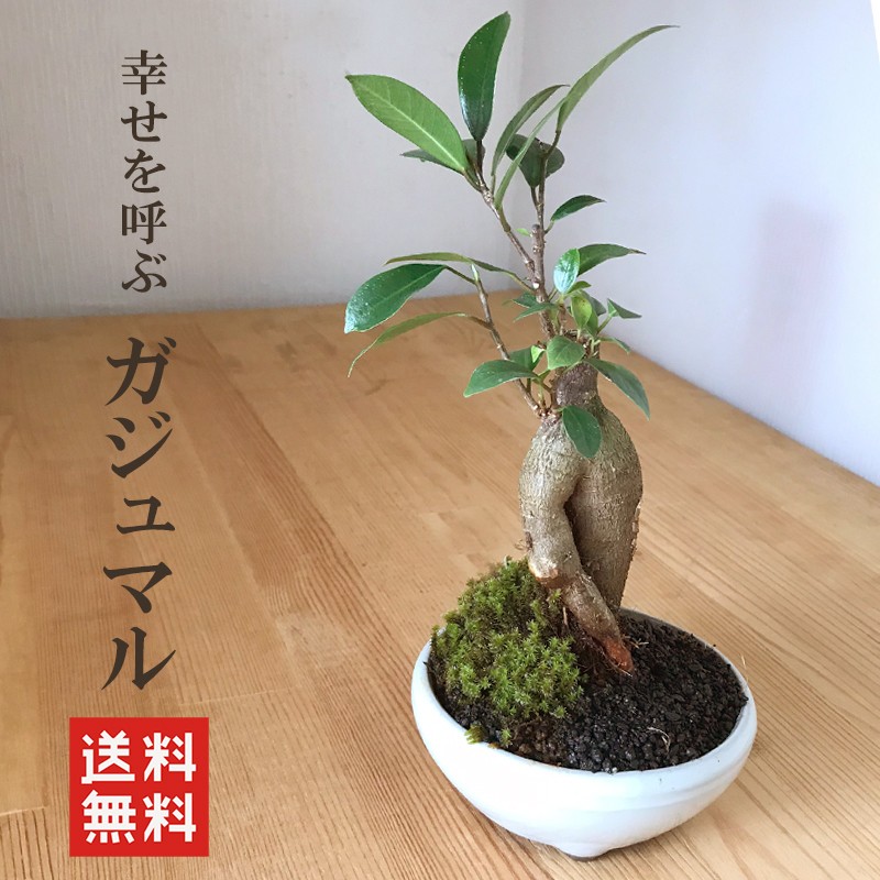 幸多き樹　小品ガジュマルこじんまりした、太い豊かな幹と葉