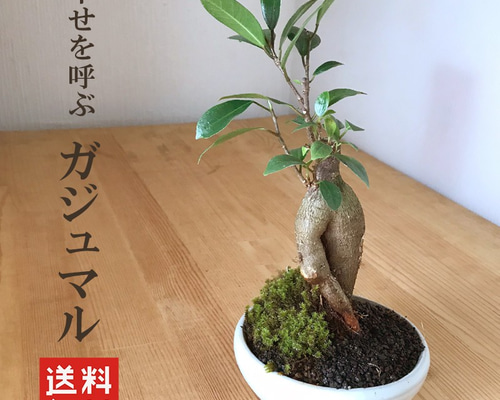 激レア！ガジュマル モッコク株巻き 盆栽 奄美大島産 激レア！ガジュマル モッコク株巻き 盆栽 奄美大島産 激レア