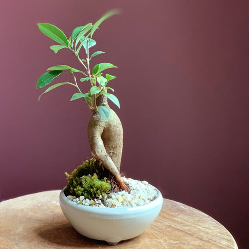 多幸の樹 縁起の樹 のガジュマル！ 【ガジュマル盆栽万古焼白丸鉢