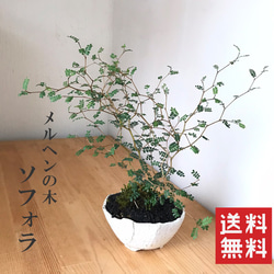 盆栽 『真柏』 松 和風 インテリア 園芸 ガーデニング おしゃれ 雑貨