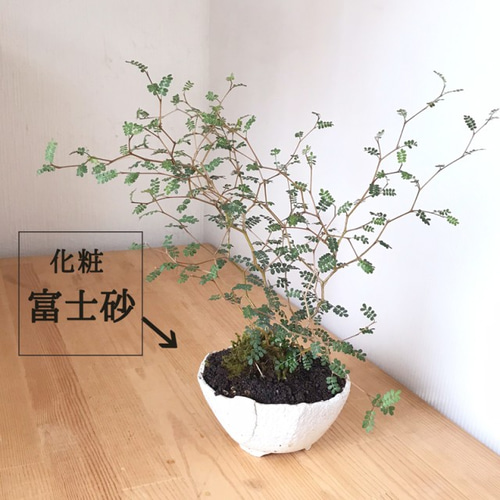 小さい葉にくねくねした枝が柔らかくやさしい雰囲気【ソフォラ盆栽