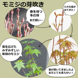 【現在落葉中】送料無料！小さくても紅葉します！芽吹き・新緑も美しい【山紅葉（ヤマモミジ）の盆栽（白陶器鉢）・下皿セット】 4枚目の画像