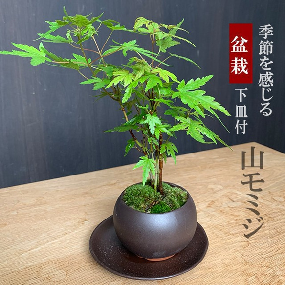 人気メーカー・ブランド 小さくても紅葉します！芽吹き・新緑も美しい【山紅葉 落葉樹