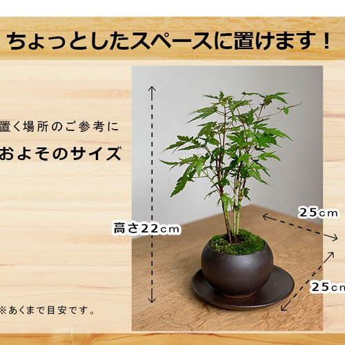 小さくても紅葉します！芽吹き・新緑も美しい【山紅葉