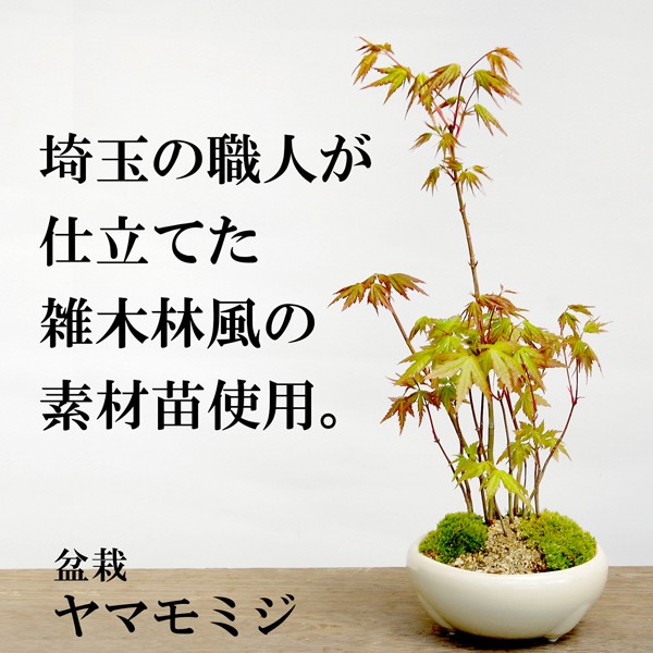 小さくても紅葉します！芽吹き・新緑も美しい【山紅葉（ヤマモミジ）の 