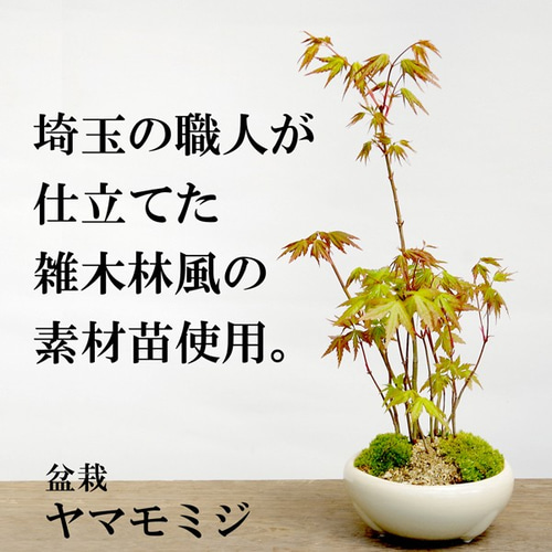 【引取り限定】 盆栽 ヤマモミジ 小さくても紅葉します！芽吹き・新緑も美しい【山紅葉