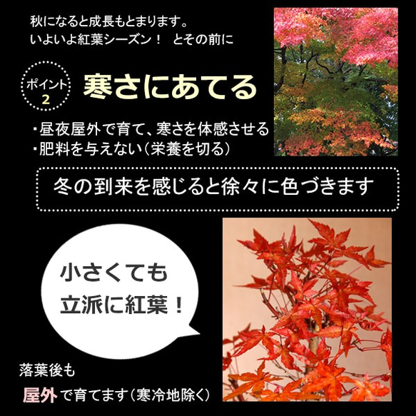 小さくても紅葉します！芽吹き・新緑も美しい【山紅葉（ヤマモミジ）の盆栽（万古焼白鉢）】 5枚目の画像