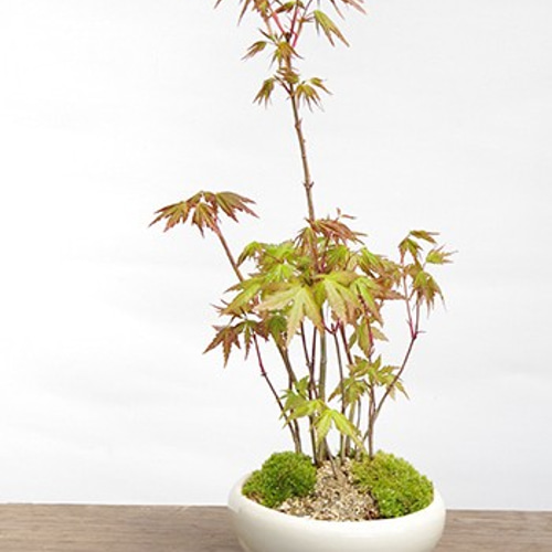 小さくても紅葉します！芽吹き・新緑も美しい【山紅葉（ヤマモミジ）の