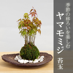 春に新芽・秋に紅葉が楽しめる【山紅葉（やまもみじ）の苔玉・くらま岩器・敷石セット】 1枚目の画像