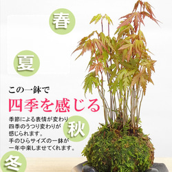 春に新芽・秋に紅葉が楽しめる【山紅葉（やまもみじ）の苔玉・くらま岩器・敷石セット】 3枚目の画像