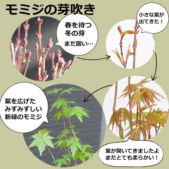 春に新芽・秋に紅葉が楽しめる【山紅葉（やまもみじ）の苔玉・くらま岩器・敷石セット】 5枚目の画像