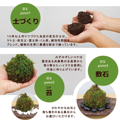春に新芽・秋に紅葉が楽しめる【山紅葉（やまもみじ）の苔玉・くらま岩 
