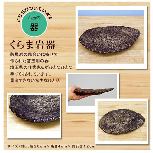 春に新芽・秋に紅葉が楽しめる【山紅葉（やまもみじ）の苔玉・くらま岩