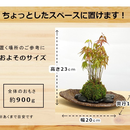 春に新芽・秋に紅葉が楽しめる【山紅葉（やまもみじ）の苔玉・くらま岩