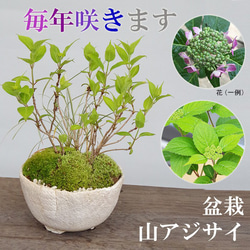 【母の日の贈り物に】小さくても開花します！山紫陽花（やまあじさい）の盆栽（白陶器鉢） 1枚目の画像