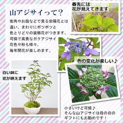 【母の日の贈り物に】小さくても開花します！山紫陽花（やまあじさい）の盆栽（白陶器鉢） 2枚目の画像