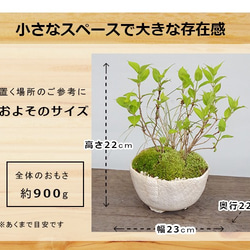  第3張的照片