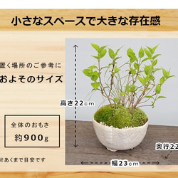 【母の日の贈り物に】小さくても開花します！山紫陽花（やまあじさい）の盆栽（白陶器鉢） 3枚目の画像