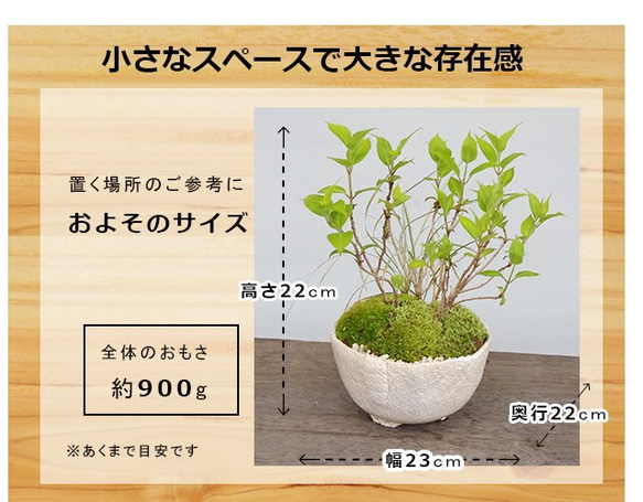 【母の日の贈り物に】小さくても開花します！山紫陽花（やまあじさい）の盆栽（白陶器鉢） 3枚目の画像