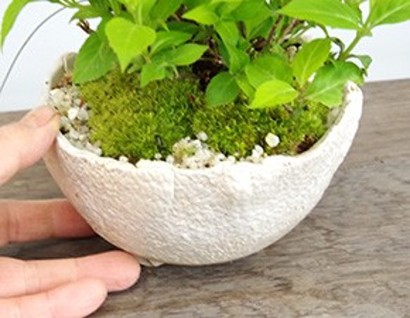 【母の日の贈り物に】小さくても開花します！山紫陽花（やまあじさい）の盆栽（白陶器鉢） 7枚目の画像