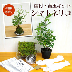 盆栽 『真柏』 松 和風 インテリア 園芸 ガーデニング おしゃれ 雑貨