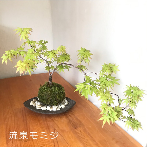 しだれもみじ/流泉（りゅうせん）【現品発送】管理 70388 楽天市場】苗：流泉もみじ*リュウセンモミジ : 遊恵盆栽 楽天市場店