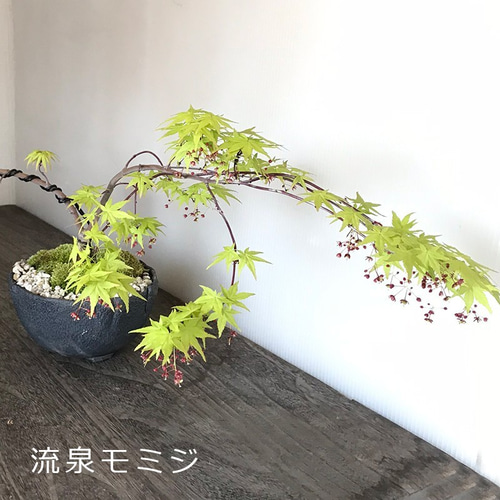 紅葉　流泉　/866 紅葉 流泉 /866