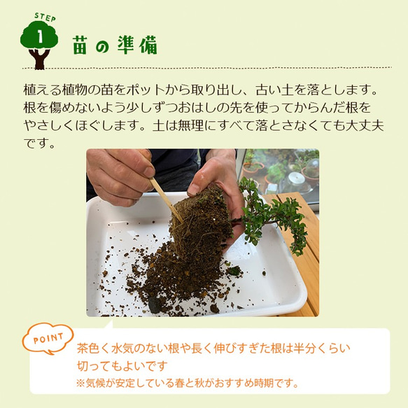 ご自宅で盆栽作りませんか？【盆栽作成キット　万古焼 （朱深丸鉢）セット】 4枚目の画像