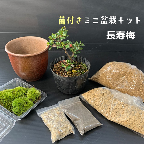 ご自宅で盆栽作りませんか【苗付き盆栽キット（紅長寿梅）盆栽