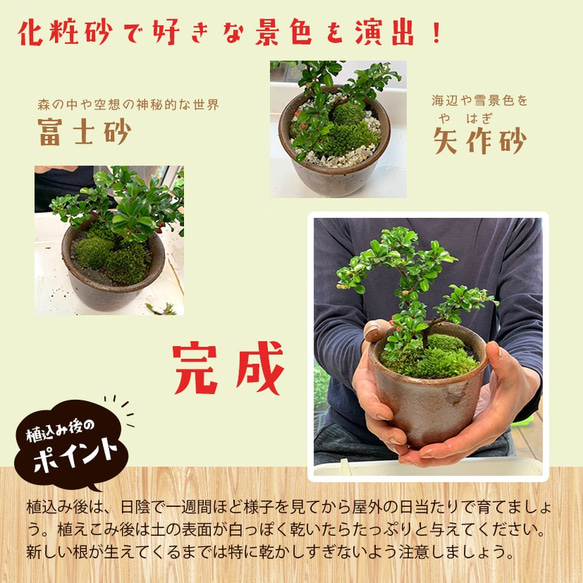 ご自宅で盆栽作りませんか？【盆栽作成キット（陶芸作家 川名萌子　創作角鉢）セット】 10枚目の画像