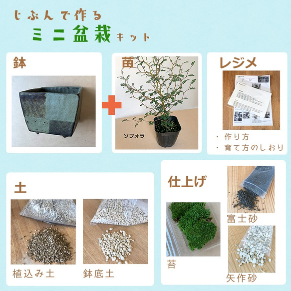 ご自宅で盆栽作りませんか？【苗付き盆栽キット（ソフォラ）盆栽作成キット　（陶芸作家 川名萌子さんの創作角鉢）セット】 5枚目の画像