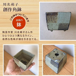 ご自宅で盆栽作りませんか？【苗付き盆栽キット（ソフォラ）盆栽作成キット　（陶芸作家 川名萌子さんの創作角鉢）セット】 8枚目の画像