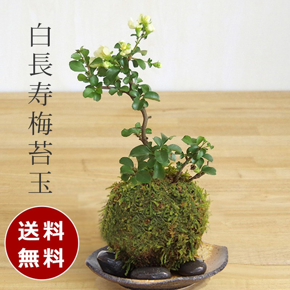 【現在花なし】父の日の贈り物にも。年に数回一重の白お花が楽しめる苔玉 【白長寿梅（しろちょうじゅばい）の苔玉・黒備前器】 1枚目の画像