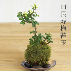 【現在花なし】父の日の贈り物にも。年に数回一重の白お花が楽しめる苔玉 【白長寿梅（しろちょうじゅばい）の苔玉・黒備前器】 9枚目の画像