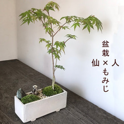 盆栽 『次郎柿』実 和風 インテリア 園芸 花 ガーデニング おしゃれ