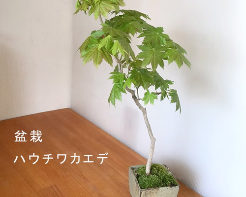 芽吹き、初夏の新緑、秋の紅葉、落葉と四季をこの一鉢で感じる【紅葉