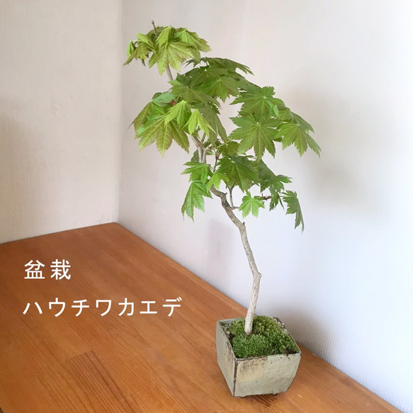 芽吹き、初夏の新緑、秋の紅葉、落葉と四季をこの一鉢で感じる【紅葉