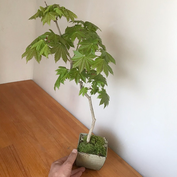 芽吹き、初夏の新緑、秋の紅葉、落葉と四季をこの一鉢で感じる【紅葉（ハウチワカエデ）の盆栽（鉢　川名萌子）】 2枚目の画像