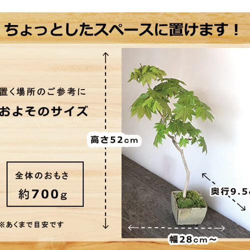 芽吹き、初夏の新緑、秋の紅葉、落葉と四季をこの一鉢で感じる【紅葉