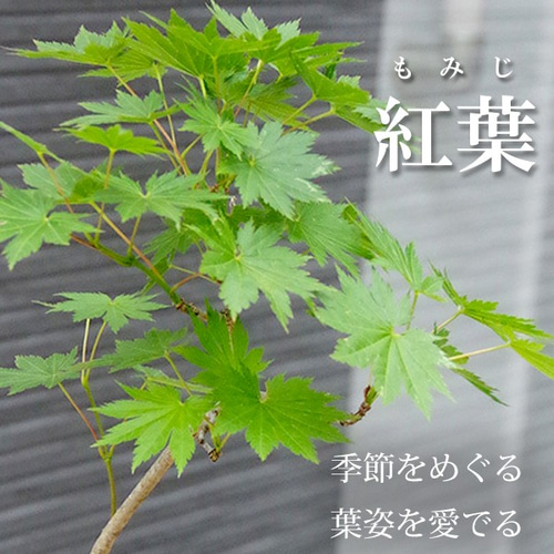 芽吹き、初夏の新緑、秋の紅葉、落葉と四季をこの一鉢で感じる【紅葉