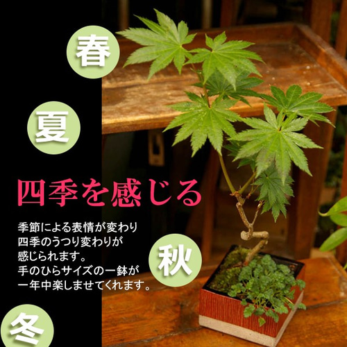 芽吹き、初夏の新緑、秋の紅葉、落葉と四季をこの一鉢で感じる【紅葉