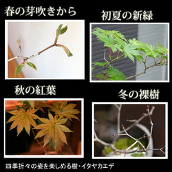 芽吹き、初夏の新緑、秋の紅葉、落葉と四季をこの一鉢で感じる【紅葉（ハウチワカエデ）の盆栽（鉢　川名萌子）】 8枚目の画像