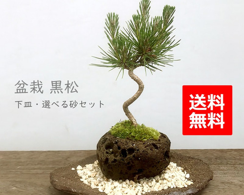 モダンな景色をお楽しみください【黒松の軽石盆栽・くらま岩器・敷砂